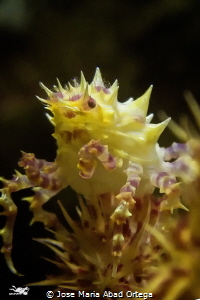 Hoplophrys oatesi. 
Yellow Candy crab by Jose Maria Abad Ortega 